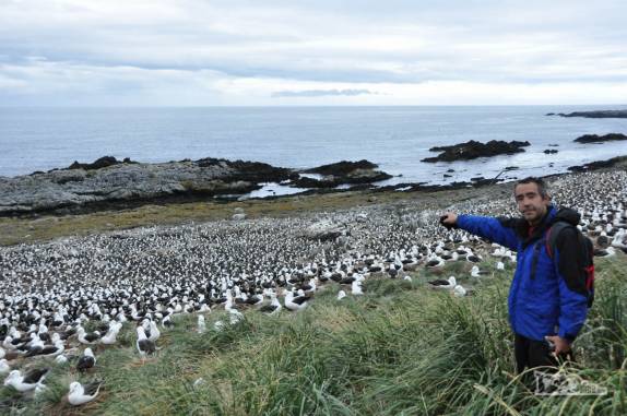 Visita à maior colônia de albatrozes-de-sobrancelha do mundo, em Steeple Jason, no noroeste das Ilhas Malvinas